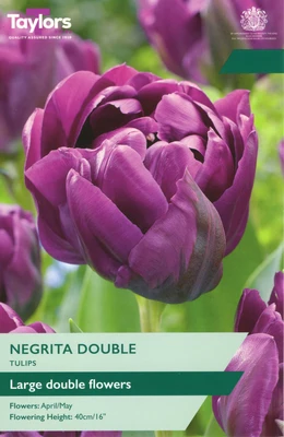 10 P/P X 6 TULIP NEGRITA DOUBLE 11-12