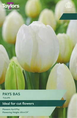 10 P/P X 6 TULIP PAYS BAS 11-12