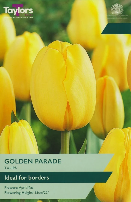 10 P/P X 7 TULIP GOLDEN PARADE 11-12
