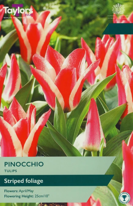 10 P/P X 8 TULIP PINOCCHIO 10-11