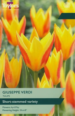 10 P/P X 9 TULIP GIUSEPPE VERDI 10-11