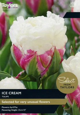 15 P/P X 5 TULIP ICE CREAM 11-12