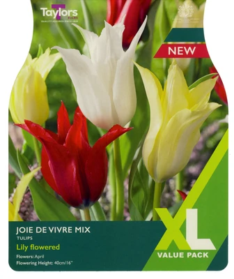 20 P/P X 12 TULIP JOIE DE VIVRE MIX 11-12