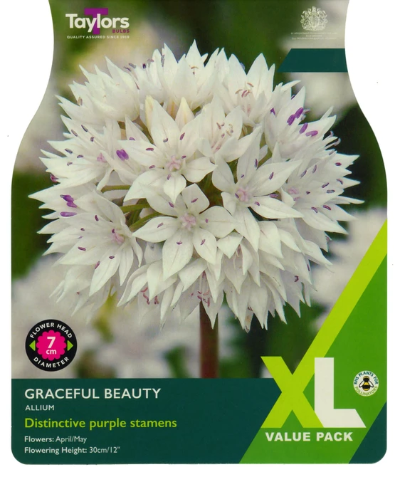 20 P/P X 20 ALLIUM GRACEFUL BEAUTY 5+