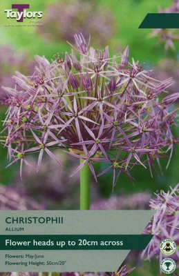 ALLIUM CHRISTOPHII