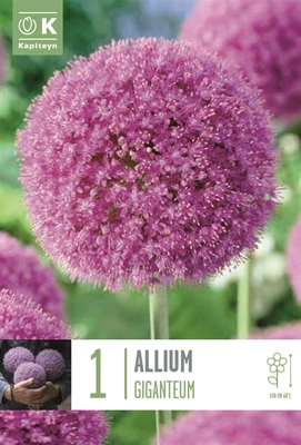 ALLIUM GIGANTEUM