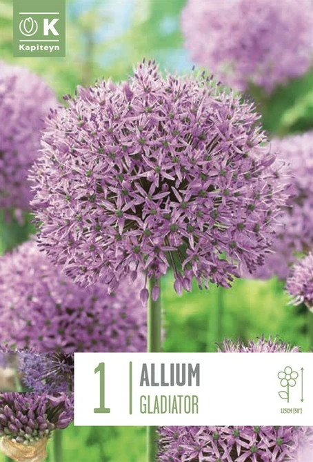 ALLIUM GLADIATOR