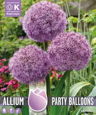 ALLIUM PARTY BALLOONS