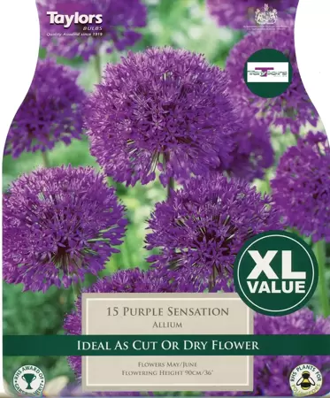 ALLIUM PURPLE SENSATION