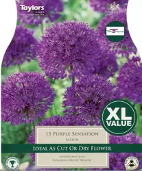 ALLIUM PURPLE SENSATION