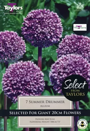 ALLIUM SUMMER DRUMMER