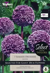 ALLIUM SUMMER DRUMMER