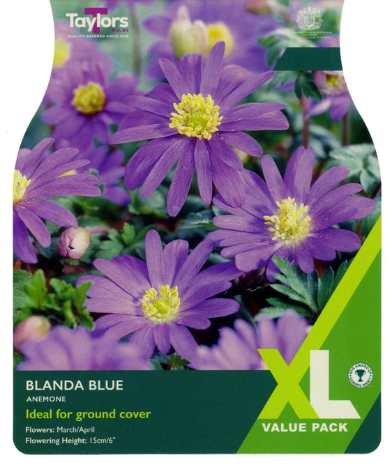 ANEMONE BLANDA BLUE