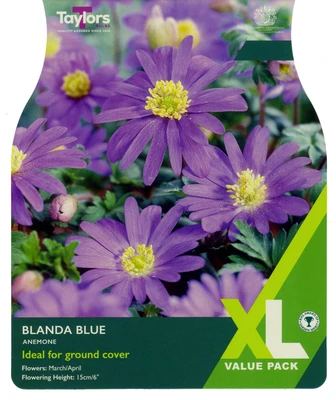 ANEMONE BLANDA BLUE