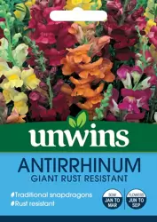 Antirrhinum Giant Rust Resistant - image 1