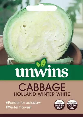 Cabbage Holland Winter White - image 1