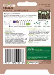 Cabbage Holland Winter White - image 2