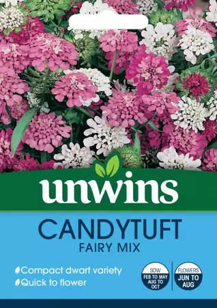 Candytuft Dwarf Fairy Mix - image 1