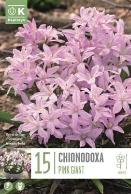 CHIONODOXA PINK GIANT
