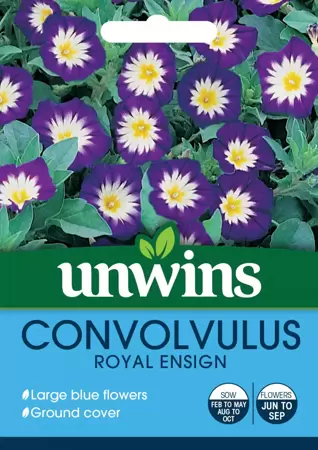 Convolvulus Royal Ensign - image 1