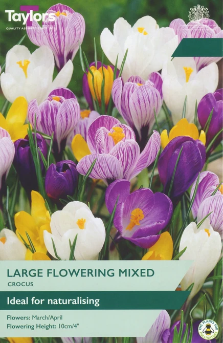 CROCUS MIXED