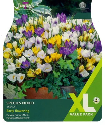 CROCUS MIXED SPECIES