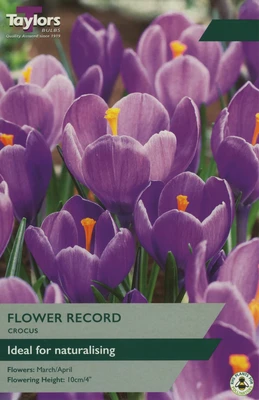 CROCUS PURPLE