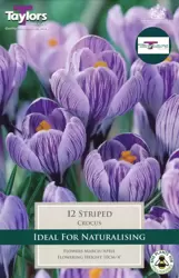CROCUS STRIPED