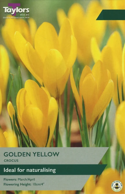 CROCUS YELLOW