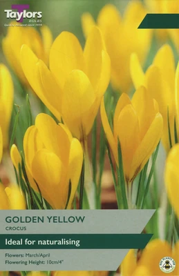 CROCUS YELLOW