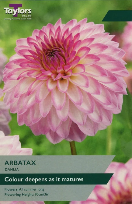DAHLIA ARBATAX 1 PRE-PACK
