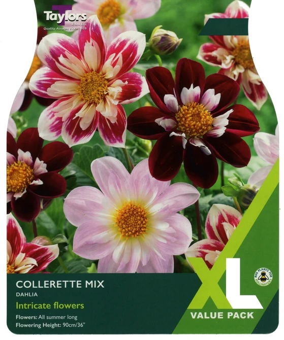 Dahlia Collerette Mixed