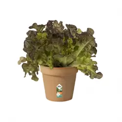 Elho Green Basics Growpot 11cm Mild Terracotta - image 2