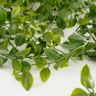 Ficus hanging green - l81xw24xh10cm - image 2