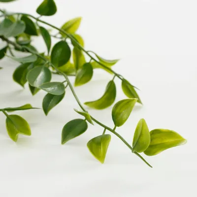 Ficus hanging green - l81xw24xh10cm - image 3