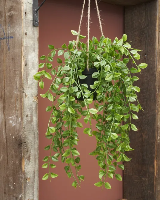 Ficus hanging green - l81xw24xh10cm - image 5