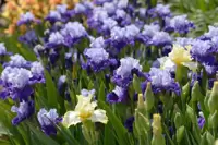 Flower Bulbs