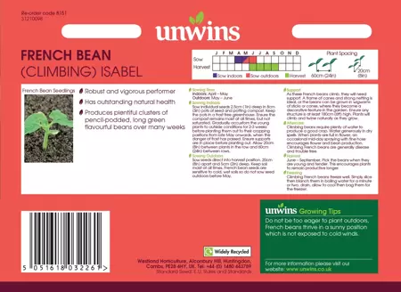 French Bean (Climbing) Isabel - image 2