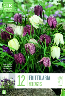 FRITILLARIA MIXED COLOURS
