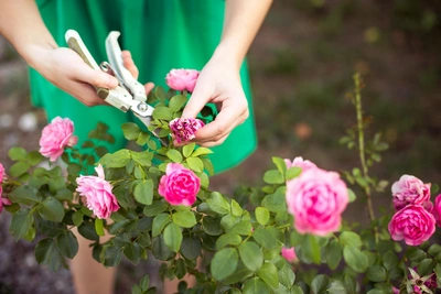 Garden Tools