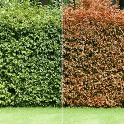 Green Beech Hedging Fagus Sylvatica 3-4ft 90-120cm