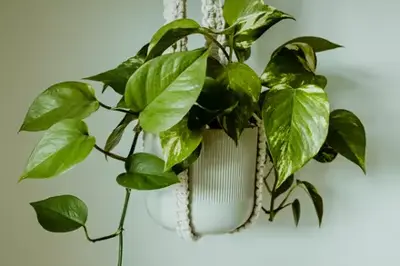 Houseplants
