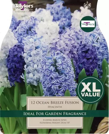 HYACINTH OCEAN BREEZE FUSION