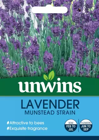 Lavender Munstead Strain - image 1