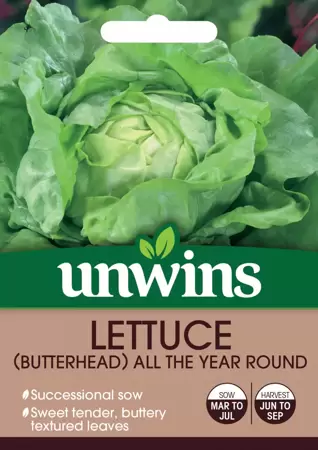 Lettuce (Butterhead) All The Year Round - image 1