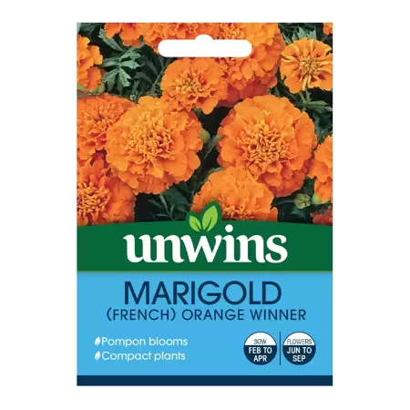 Marigold French Orange Winner - image 1