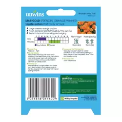 Marigold French Orange Winner - image 2