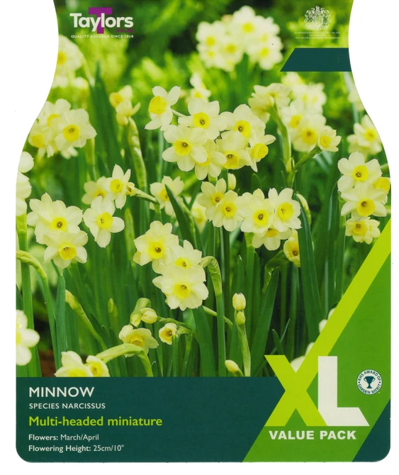 NARCISSI MINNOW