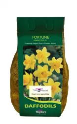 NARCISSUS FORTUNE 2kg