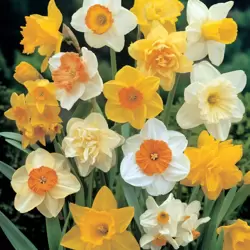 NARCISSUS NAT MIX 8KG